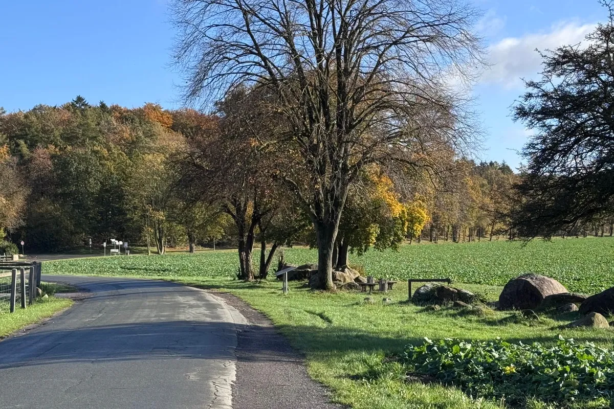 Kurvige Landstraße am Feldrand mit Herbstwald, typische Strecke für Fahrten über Land